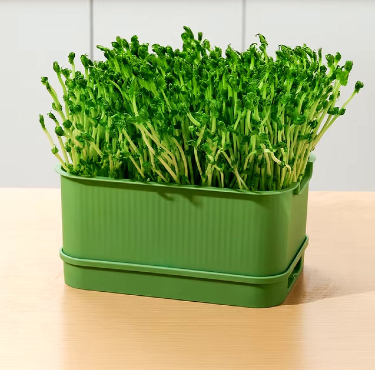 Microgreen Growth Box