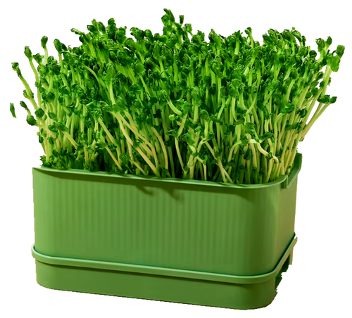 Microgreen Growth Box - Brokoloko
