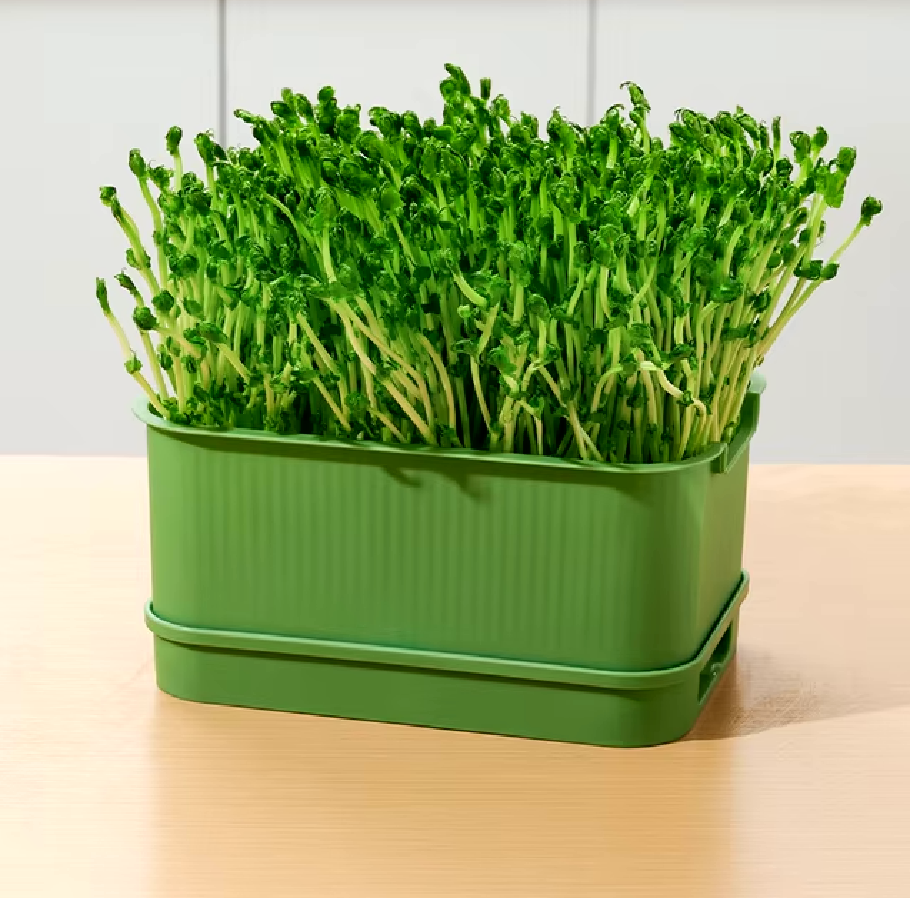 Microgreen Growth Box - Brokoloko
